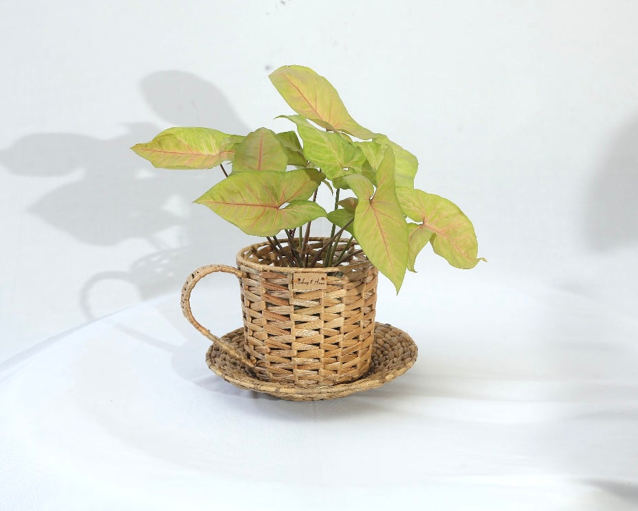 wicker cup and saucer planter CUP & SAUCER PLANTER – Flickers and Flame
