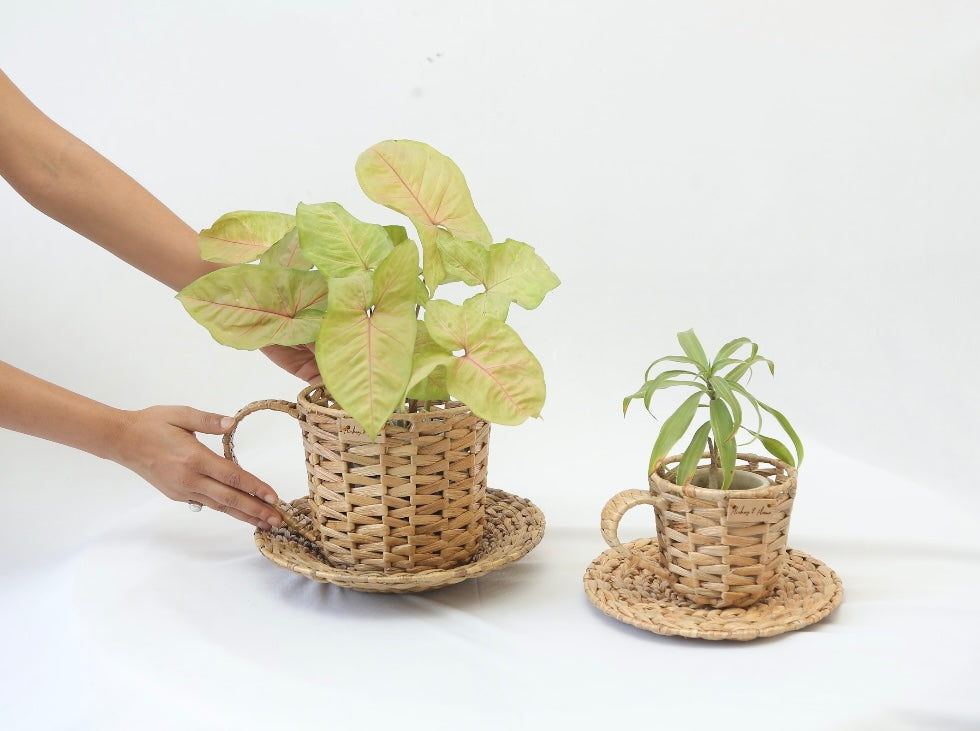 wicker cup and saucer planter CUP & SAUCER PLANTER – Flickers and Flame