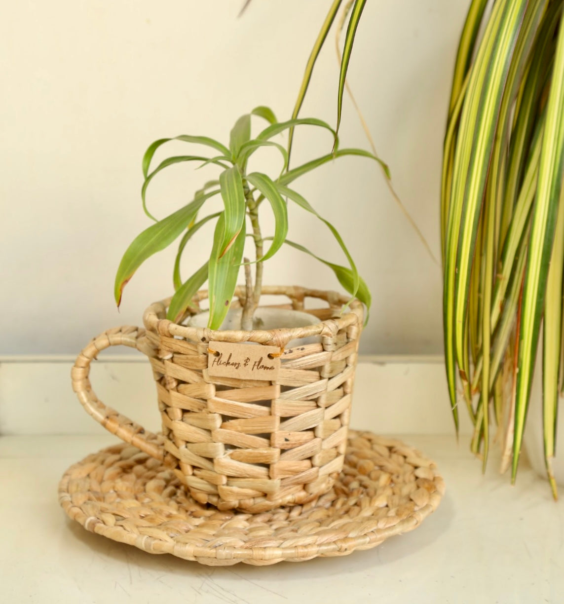 wicker cup and saucer planter CUP & SAUCER PLANTER – Flickers and Flame