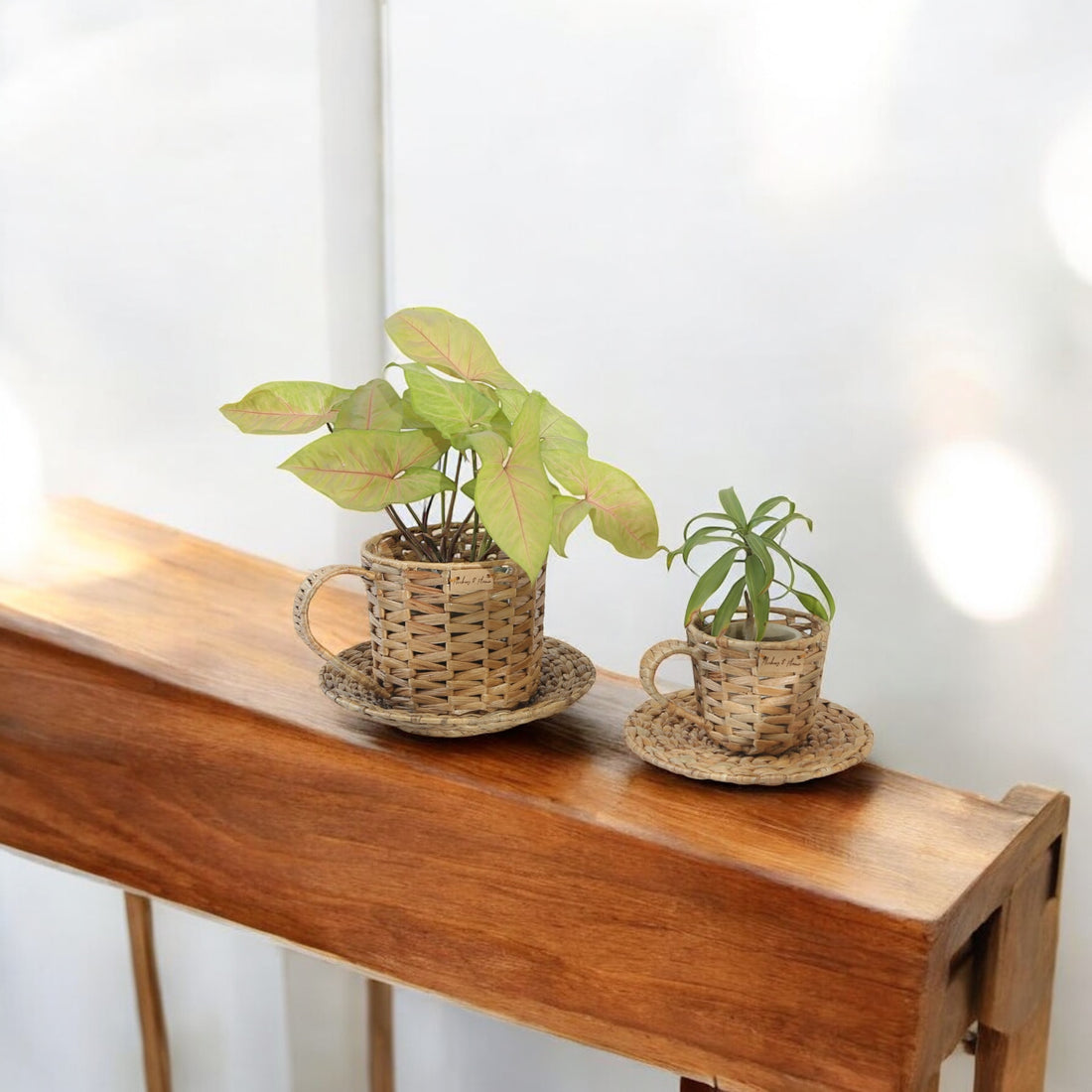 CUP &amp; SAUCER PLANTER