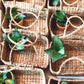 AURORA BASKET
